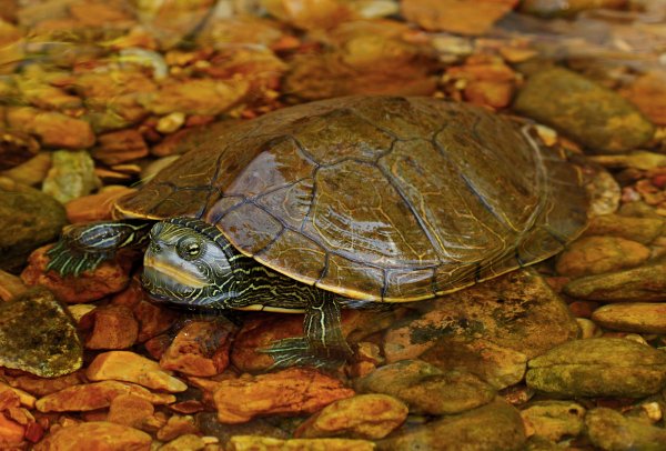 Graptemys nigrinoda
