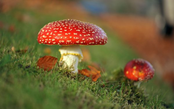 Белкин мухомор