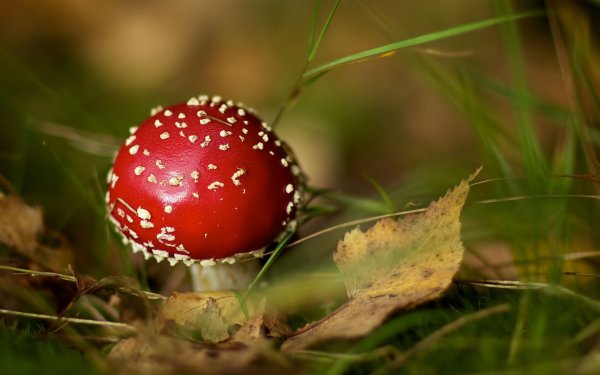 Маленький мухомор