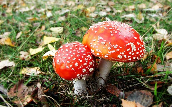 Мухомор Аманита Мускария зеленый