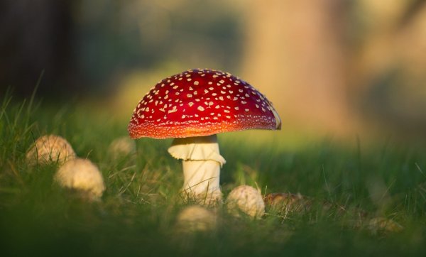Мухомор Amanita muscaria