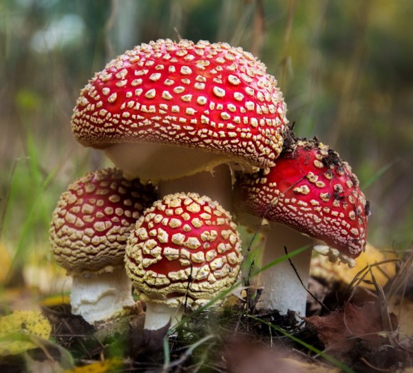 Маленький мухомор