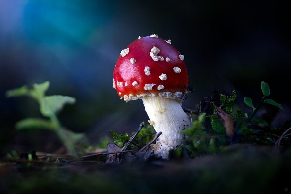 Мухомор красный пластинчатый