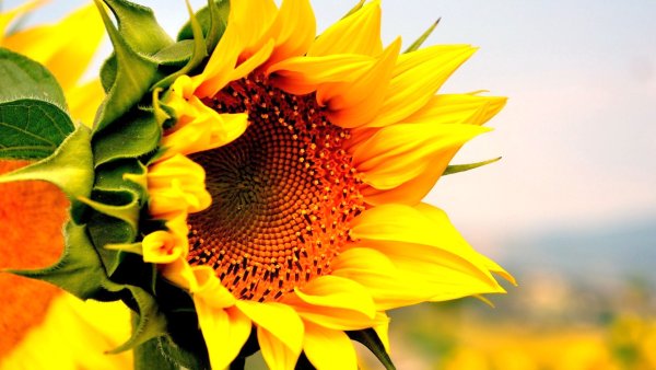 Гермес гибрид подсолнечника