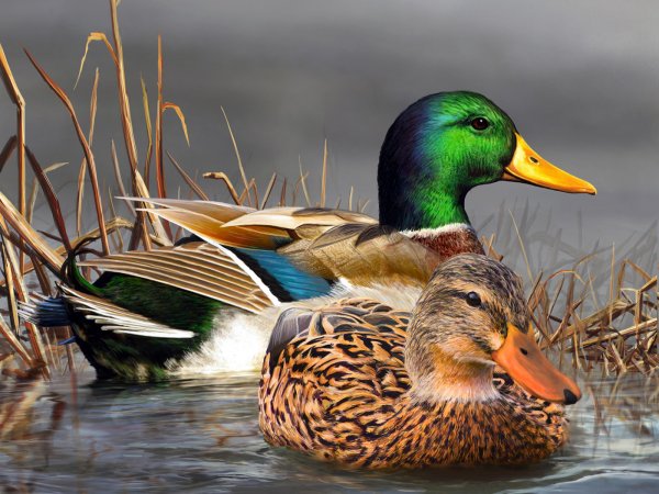 Утки в камышах