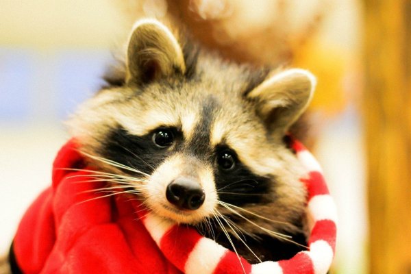 Милый Енотик