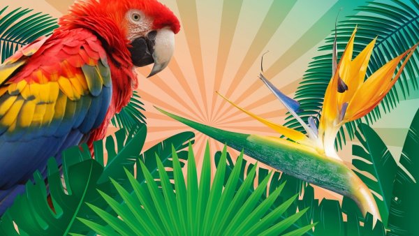 Джангл бёрд (Jungle Bird)