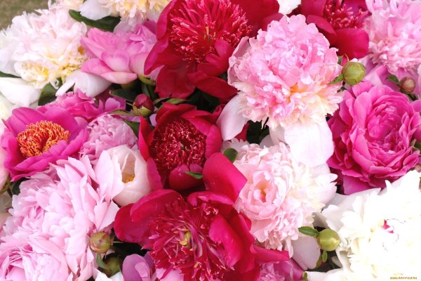 Бривидо пионы