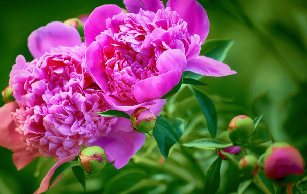 Пион Сплендид Корнелия