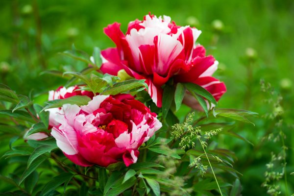 Пион многоцветковый