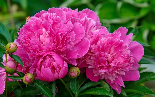 Пион травянистый Биг Бен