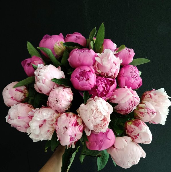 Пион ОДИЛИЯ