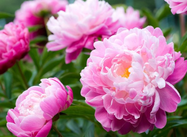 Пиони Пинк (Peony Pink)