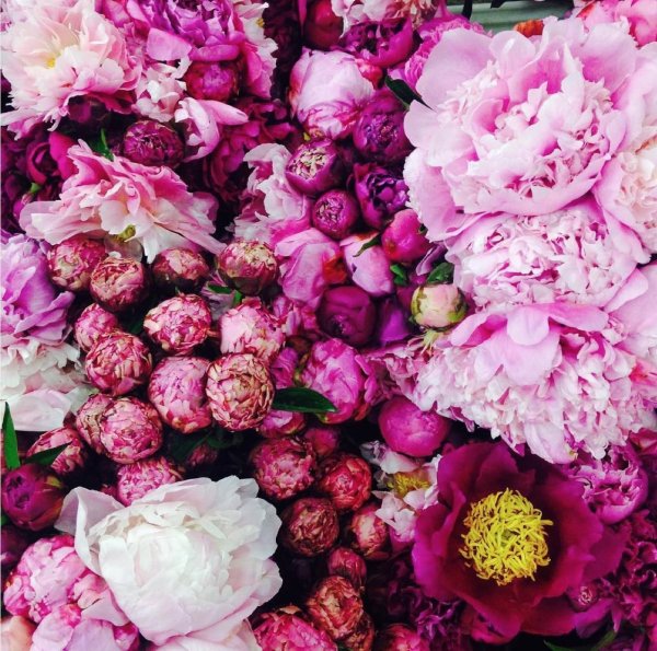 Пионы рококо