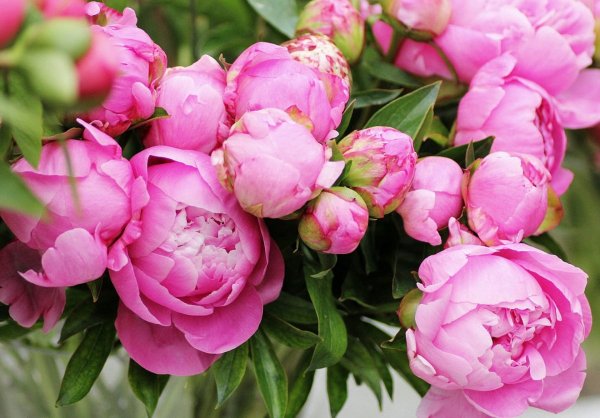 Пионы розовидные