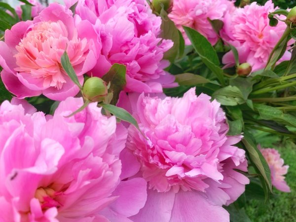 Пьер Жарье пионы