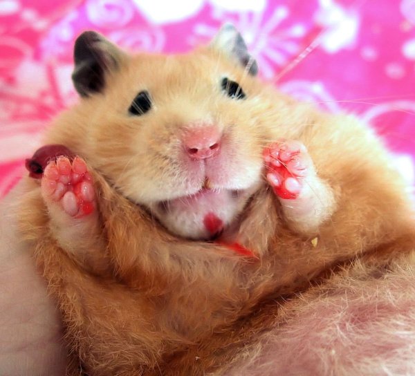 Сирийский хомяк Хома