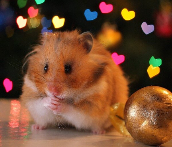 Симпатичный хомячок