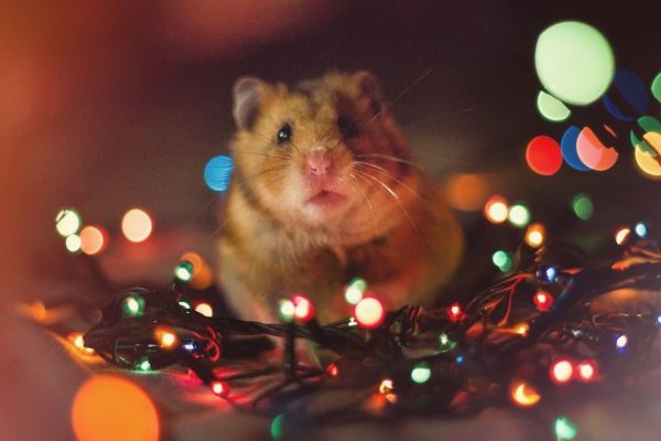 Обои с хомячками