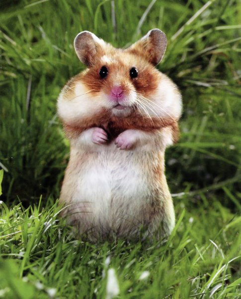 Хомяк Кэмпбелла пятнистый