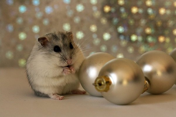 Новогодние джунгарики