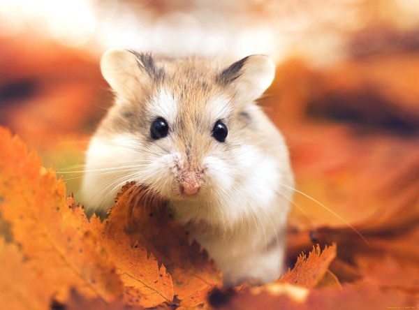 Красивые хомячки