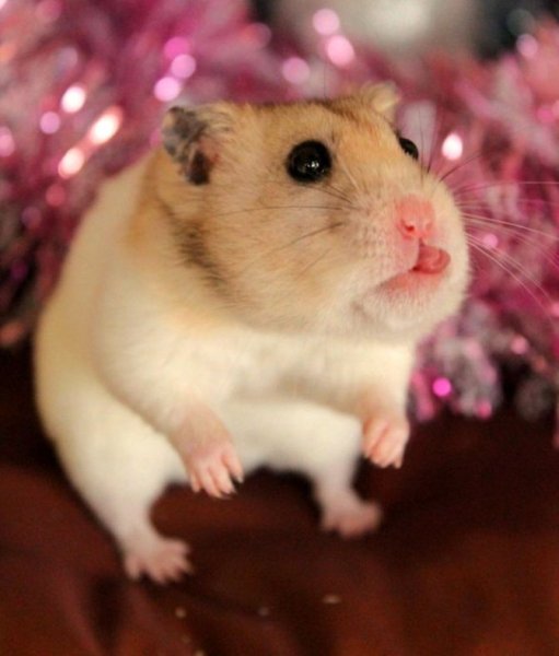 Сирийский хомяк Хома