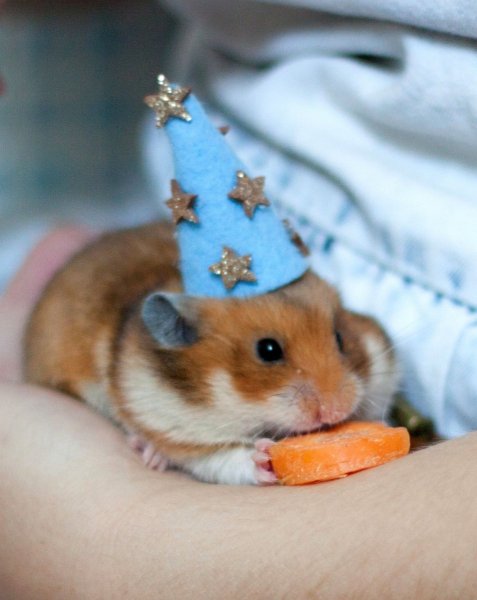 Хомяки Тини Тайс