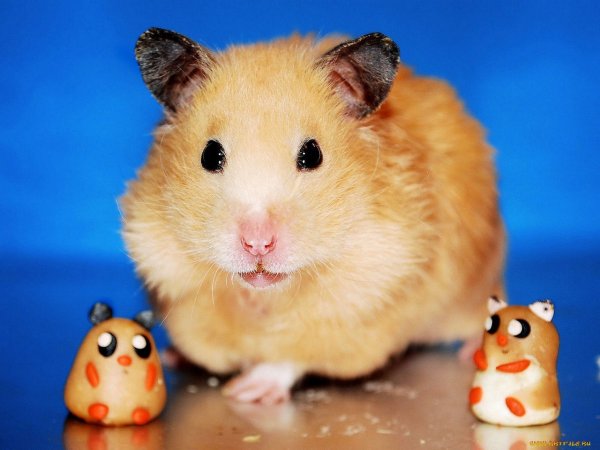 Хомяки Сунгурской породы