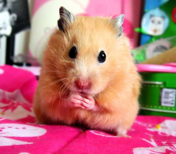 Джунгарский хомяк розовый