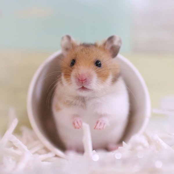 Хомяк Эстетика