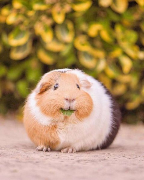 Вислоухая морская Свинка