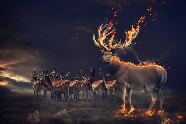 Огненный олень
