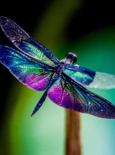 Красивая Стрекоза