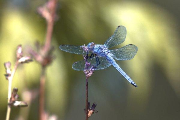 Двукрылые Стрекозы