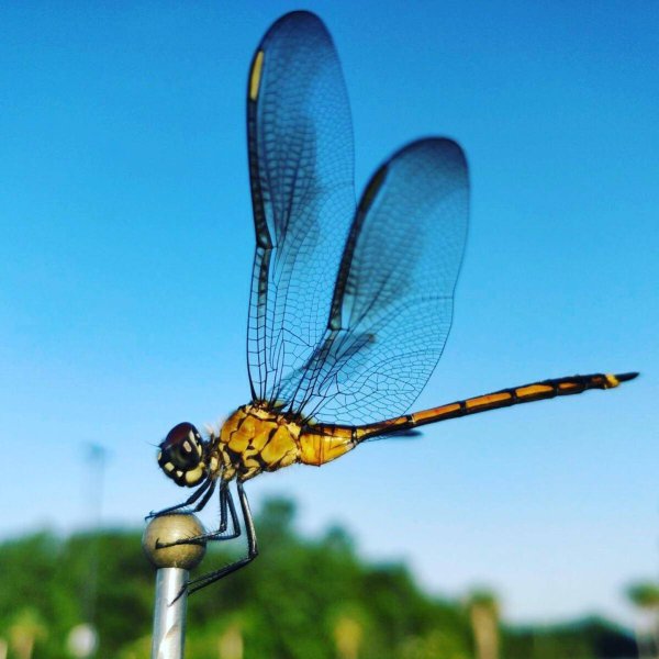 Гигантская равнокрылая Стрекоза