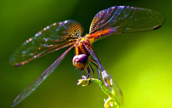 Насекомые Стрекоза Шафрановая