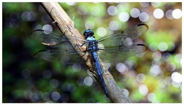 Королевская Стрекоза