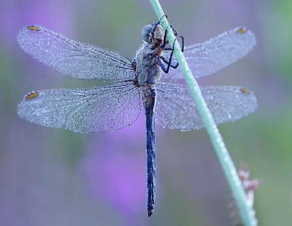 Стрекоза Атаман