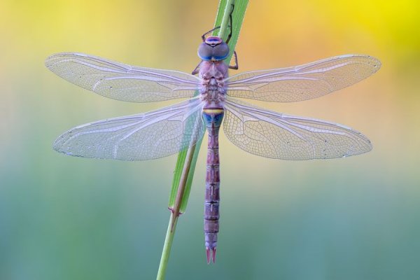 Фиолетовая Стрекоза