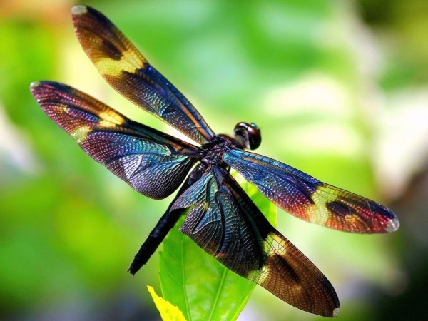 Стрекоза аниме