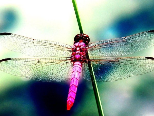 Dragonfly певица