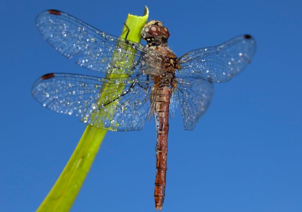 Стрекоза Дарнера