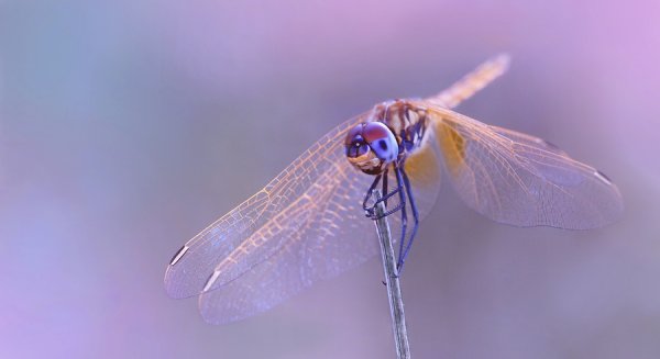 Фиолетовая Стрекоза
