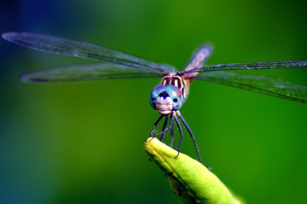 Стрекоза вид спереди