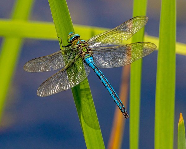 Стрекоза Дозорщик Император