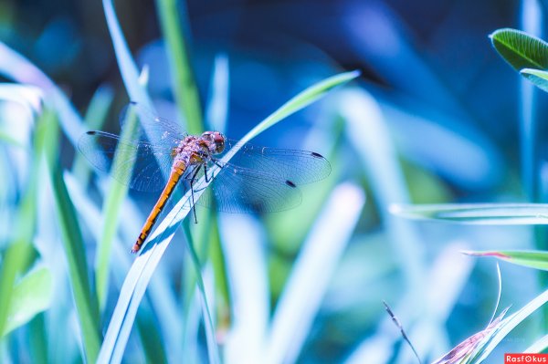 Стрекоза в лесу