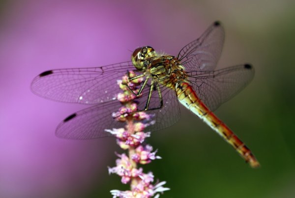 Экзотическая Стрекоза