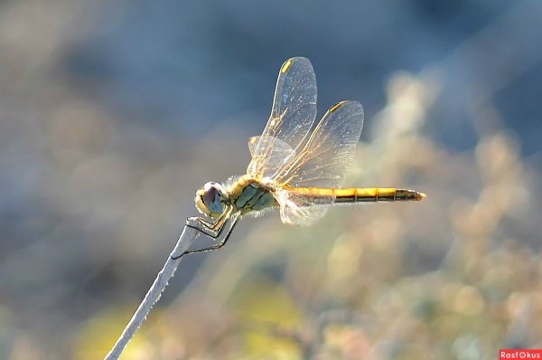 Стрекоза на снегу