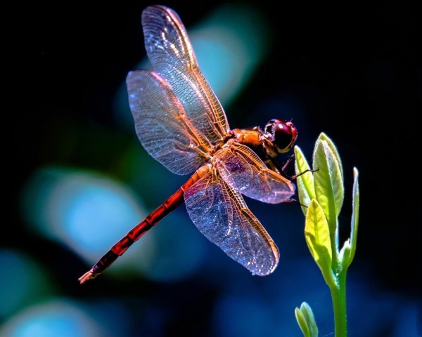 Dragonfly песня